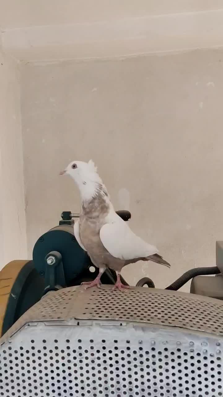 دم قهوه ای|پرنده|شیراز, شهرک مدرس|دیوار