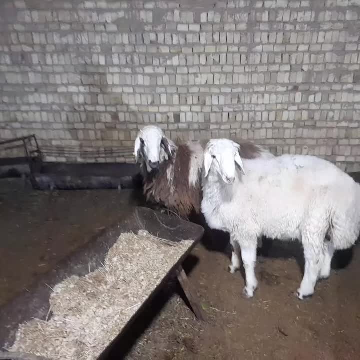 بره قوچ افشار پلنگی بروجردی|حیوانات مزرعه|یزد, |دیوار