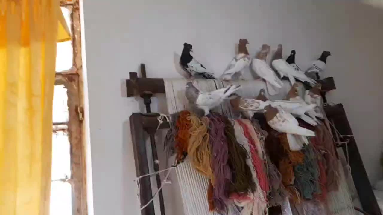 سلام دوستان 40عدد کله و 7عدد ساده|پرنده|خلیل آباد, |دیوار