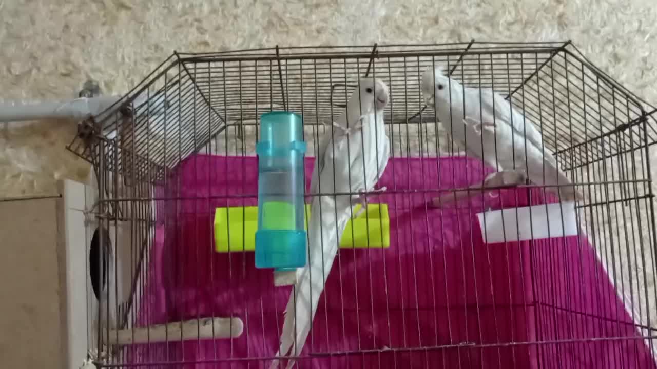 عروس هلندی البینو شرط خالص و مولد|پرنده|شادگان, |دیوار