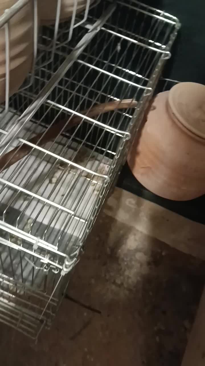 کوتوله برزیلی با تخم|پرنده|زاهدان, |دیوار