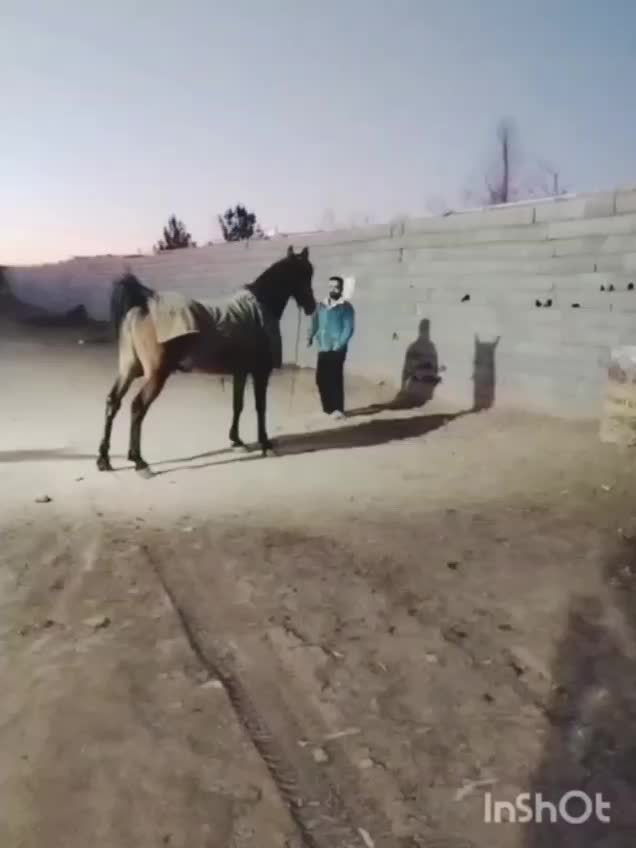 اسب مادیان|اسب و تجهیزات اسب‌سواری|برخوار, |دیوار