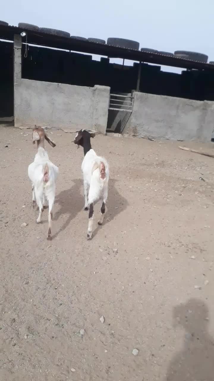 بز پاکستانی پازن نربز کهره|حیوانات مزرعه|رونیز, |دیوار