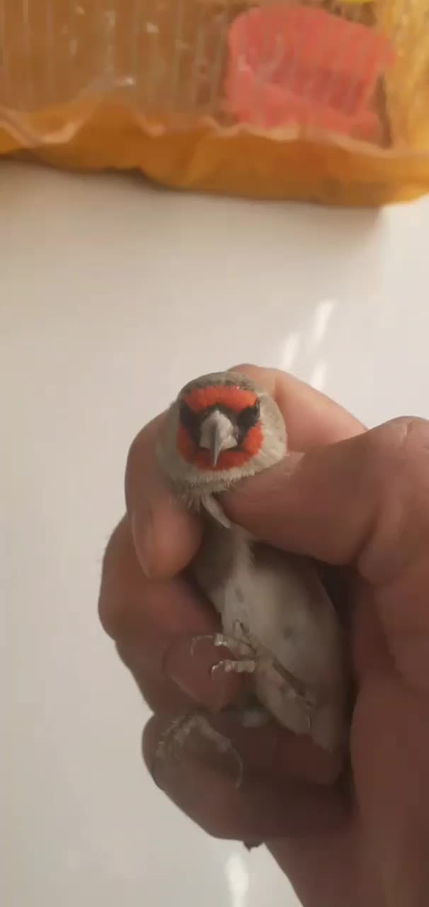 سهره|پرنده|تهران, ترمینال جنوب|دیوار