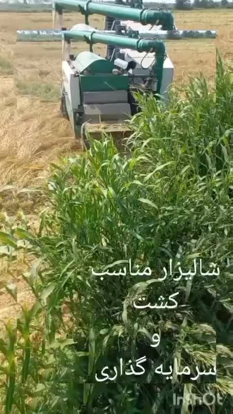 زمین مزرعه شالیزار 2240 متری در کلیمان|فروش زمین و ملک کلنگی|رضوانشهر, |دیوار