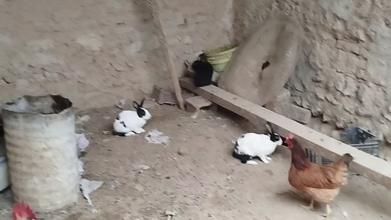 خر گوش|موش و خرگوش|لامرد, |دیوار