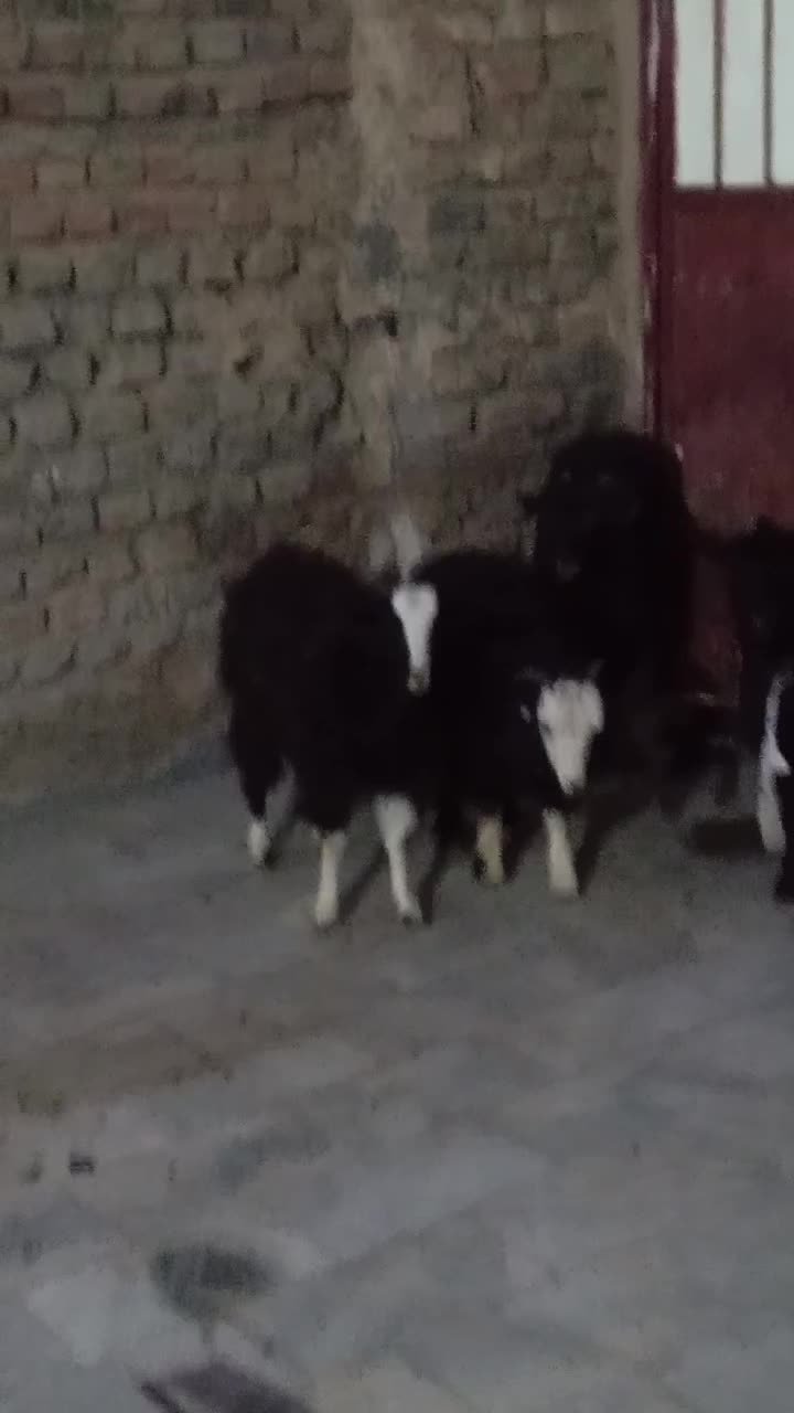 دوتاکهره یک سال چتی ودوتاکهره کله سفید۶ماه|حیوانات مزرعه|زاهدان, |دیوار