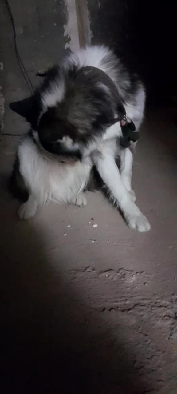 سگ هاسکی نر|سگ|قم, چهل اختران|دیوار