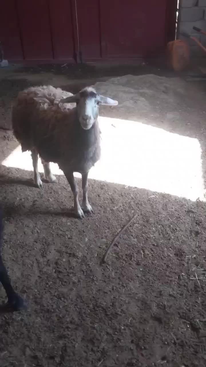 شک مه|حیوانات مزرعه|لاجان, |دیوار