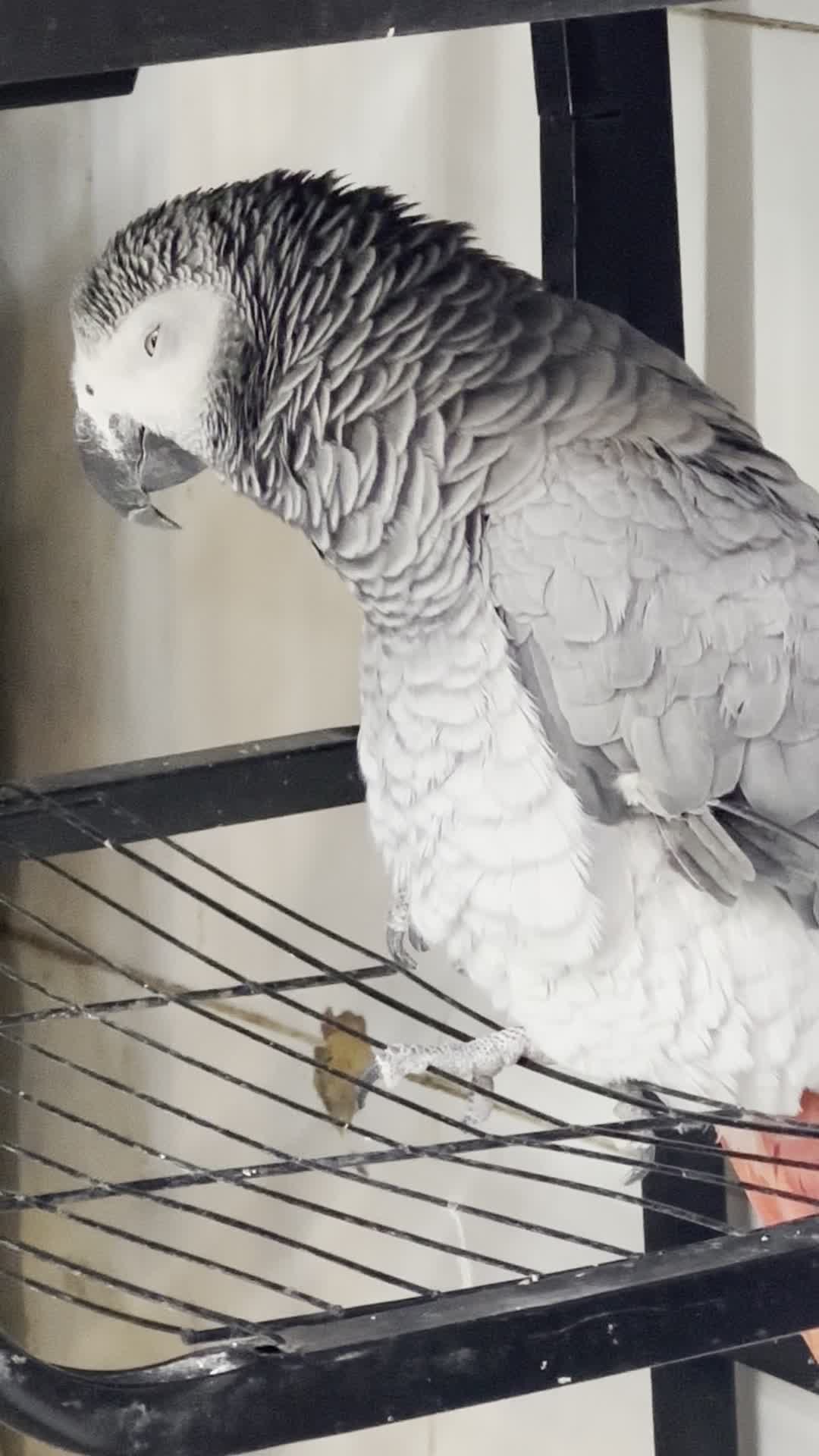 کاسکو سخنگو|پرنده|جم, |دیوار