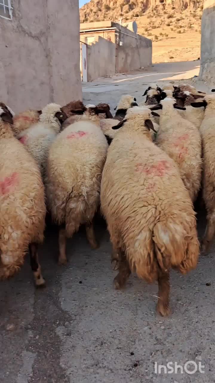 ۳۰راس گوسفند جوان اکثرا شک زوله گلچین مالچه|حیوانات مزرعه|هلیلان, |دیوار
