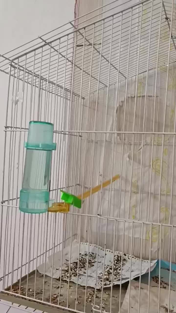 قناری موزاییکی زرد اورجینال|پرنده|سبزوار, ولیعصر (نجار آباد)|دیوار