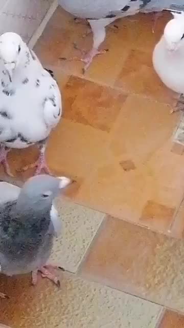 فروش تعدادی کبوتر|پرنده|داراب, |دیوار