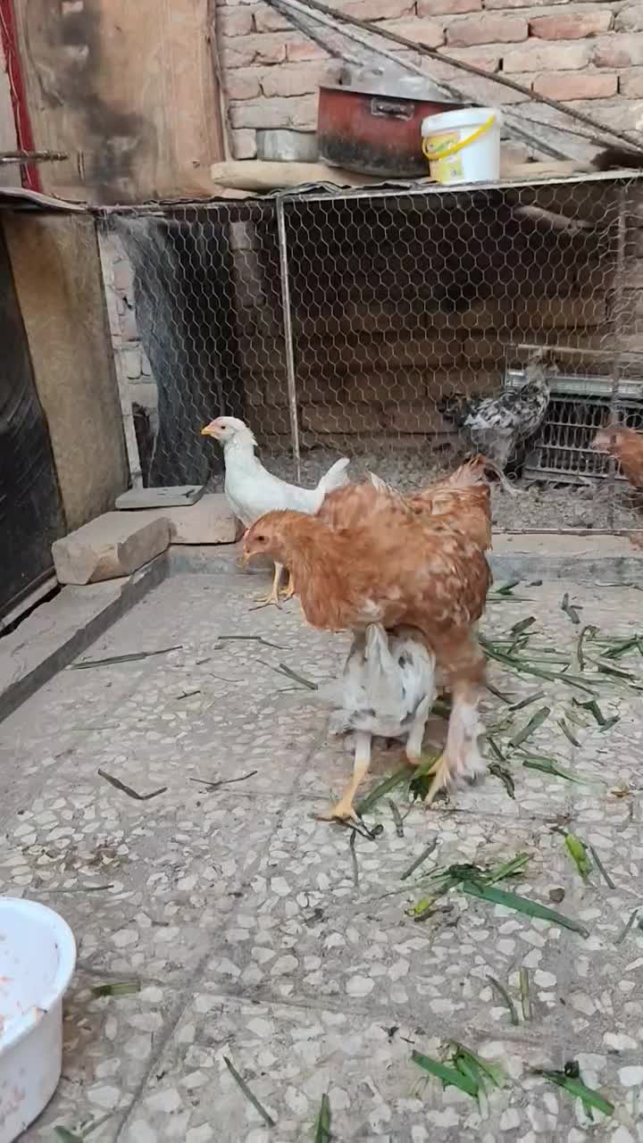 سه تا نوچه گلین|حیوانات مزرعه|قم, در بهشت|دیوار