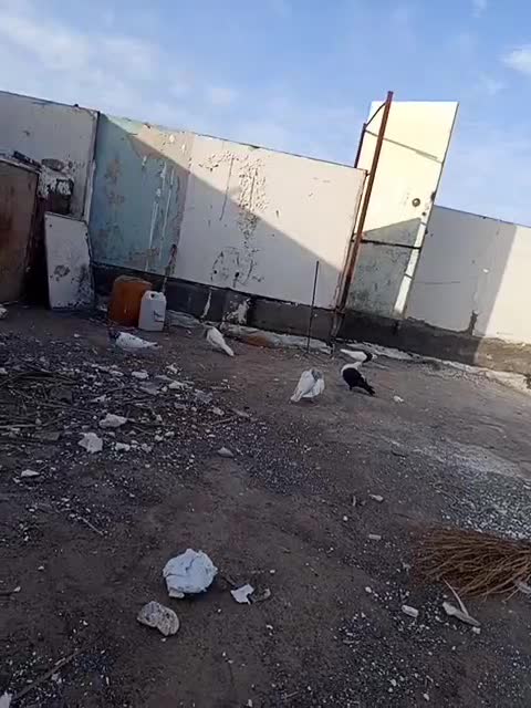 کفتر فوری|پرنده|بم, |دیوار