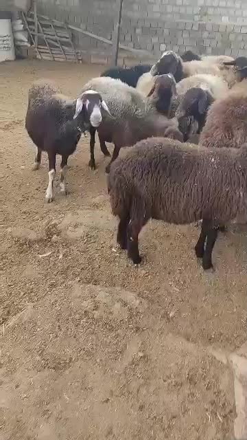 ۱۲راس میش آبستن درجه یک همه جوان|حیوانات مزرعه|الیگودرز, |دیوار