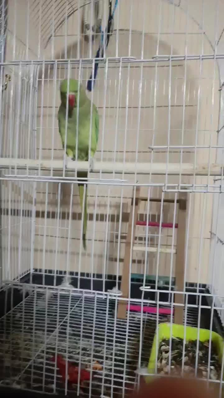 طوطی ملنگو معاوضه با صندلی راک یا مرغ عشق انگلیسی|پرنده|مشهد, شهرک امام هادی (شهرک غرب)|دیوار