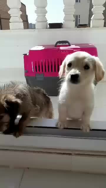 سگ خانگی بسیار تمیز و بی صدا|سگ|پاکدشت, پاکدشت (مامازند)|دیوار