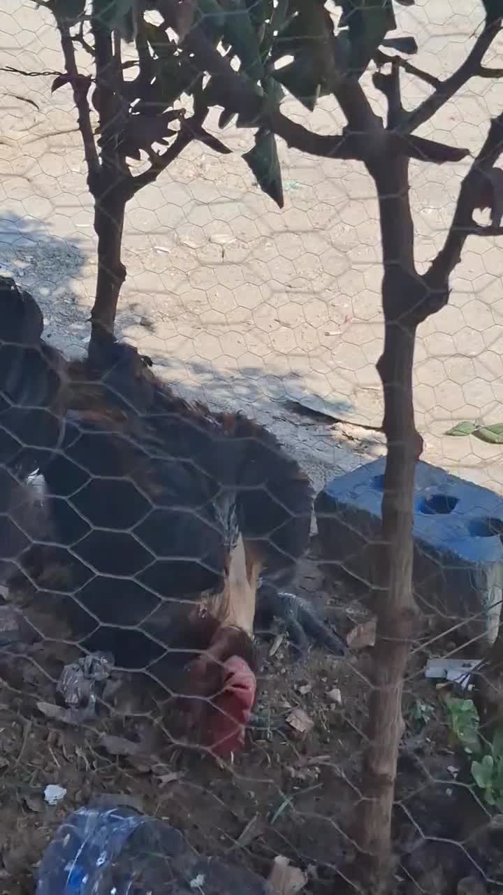 خروس محلی اصل پا سیاه|حیوانات مزرعه|شیراز, میانرود|دیوار