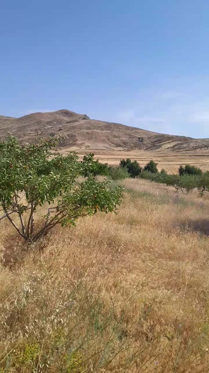 یک هکتار باغ ۱۱ ساله با سند ششدانگ|فروش دفتر صنعتی، کشاورزی، تجاری|گرمی, |دیوار