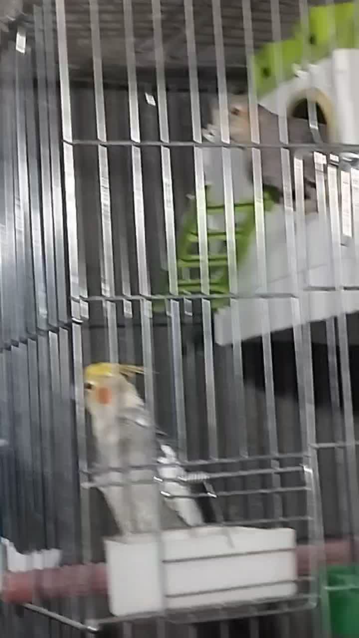 عروس هلندی مولد|پرنده|بیرجند, |دیوار