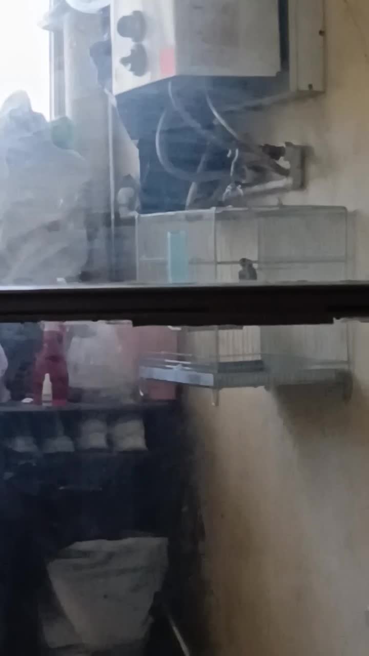 سهر عالی|پرنده|شهر ری, دولت‌آباد|دیوار