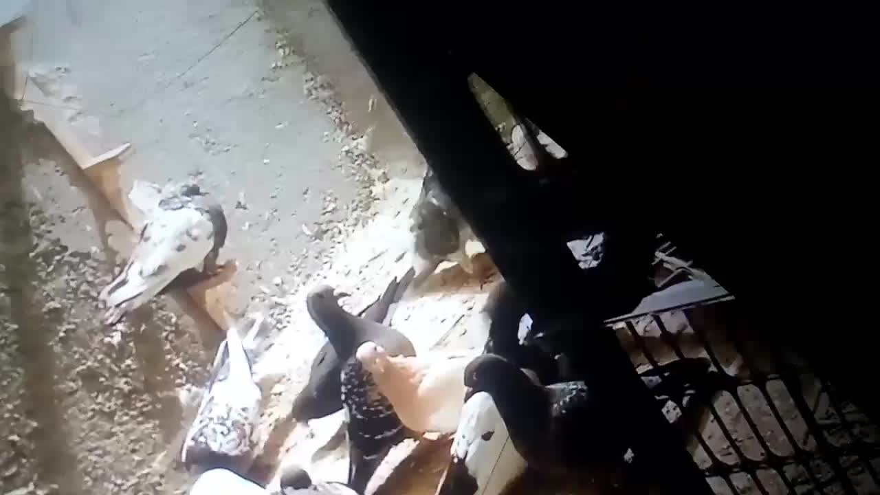 کفتر|پرنده|قوچان, |دیوار