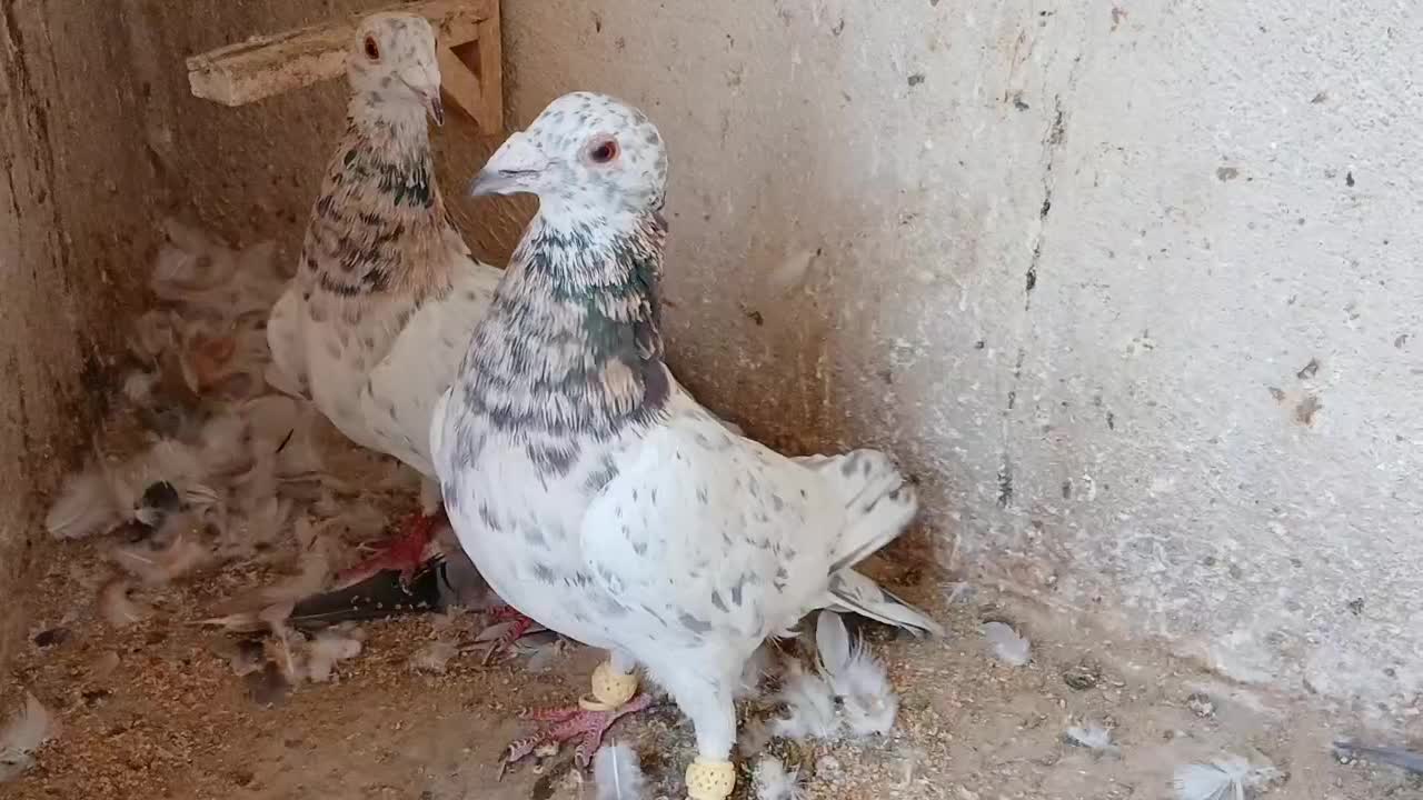 سار هفت رنگ نر و ماده|پرنده|مشهد, جاهد شهر|دیوار