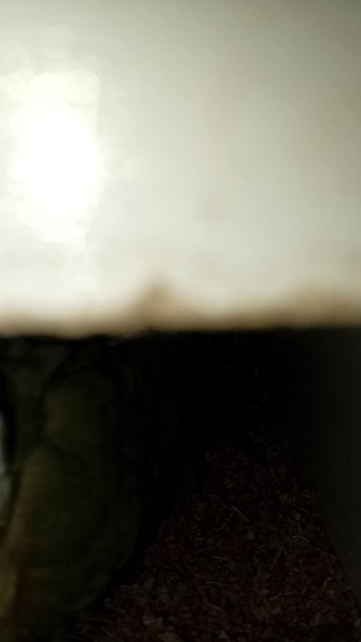 گرینچک مولد در حال تخم.در رباط کریم|پرنده|چهاردانگه (تهران), |دیوار