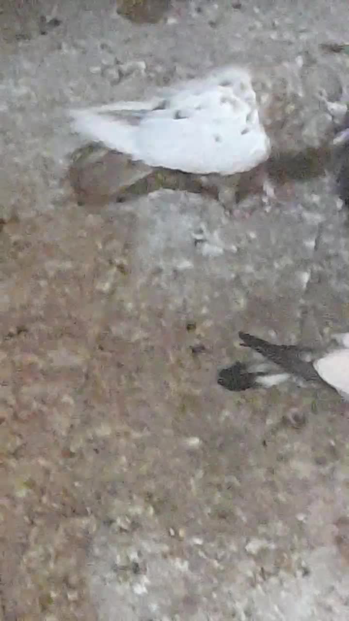 کفتر رنگی|پرنده|گرگان, |دیوار