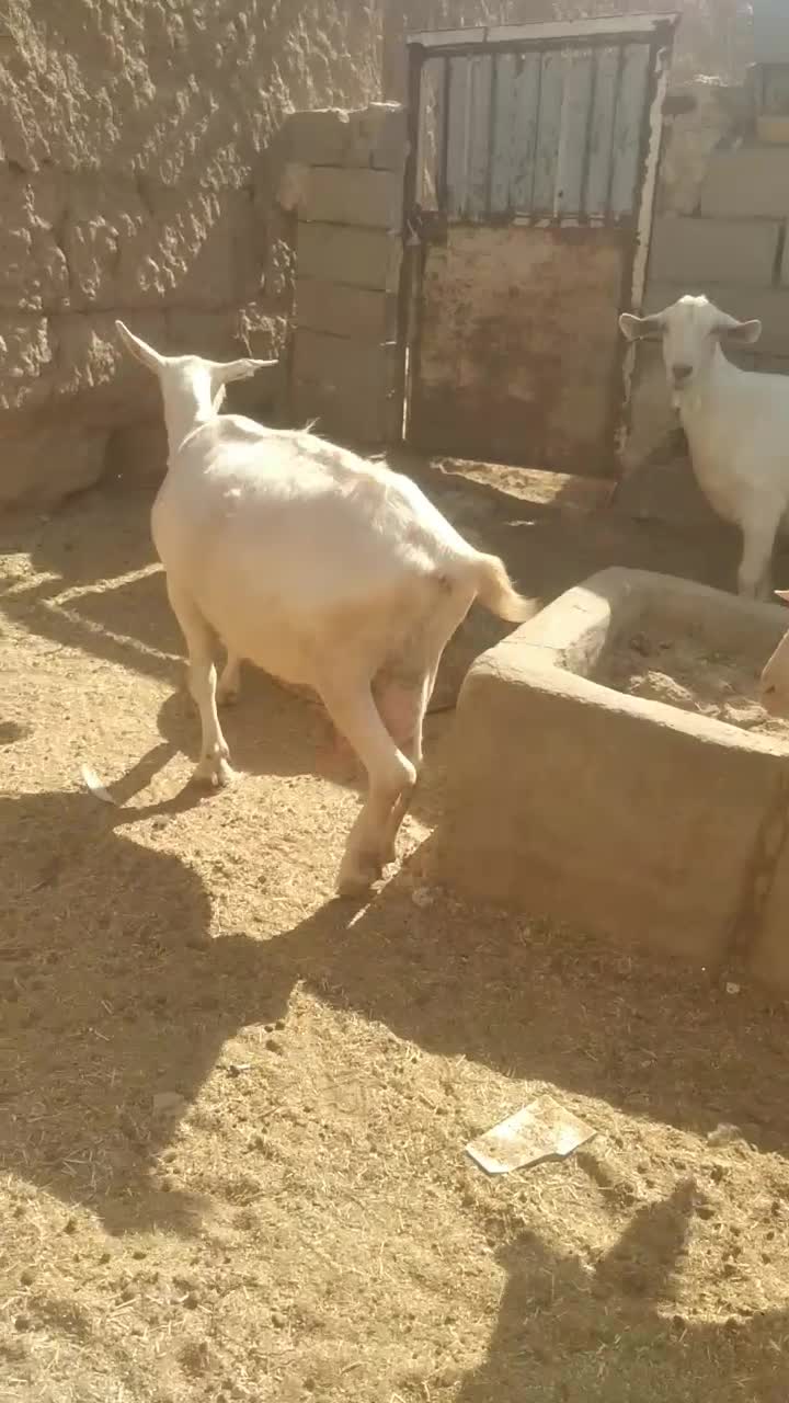 باسلام برسانن ومیش درجه یک آبستن سنگین|حیوانات مزرعه|قاسمآباد (خواف), |دیوار