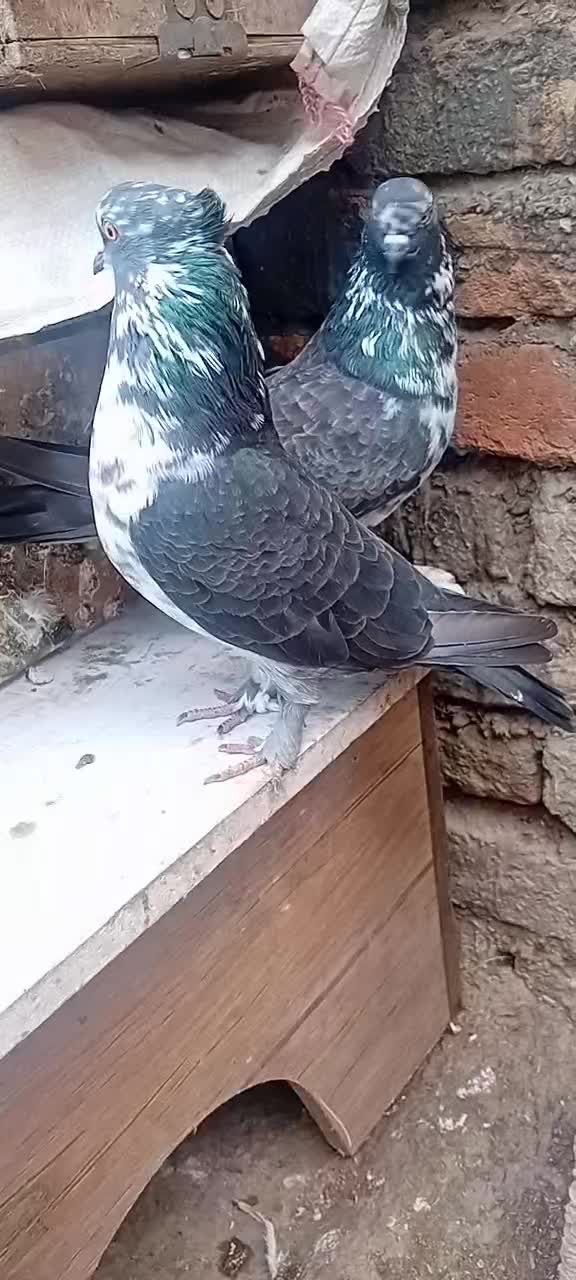 کبوتر پرشی|پرنده|مزرعه کتول, |دیوار