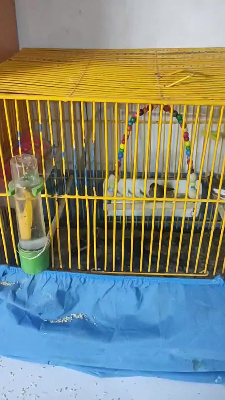 پرنده های مولد|پرنده|ری, ظهیرآباد|دیوار