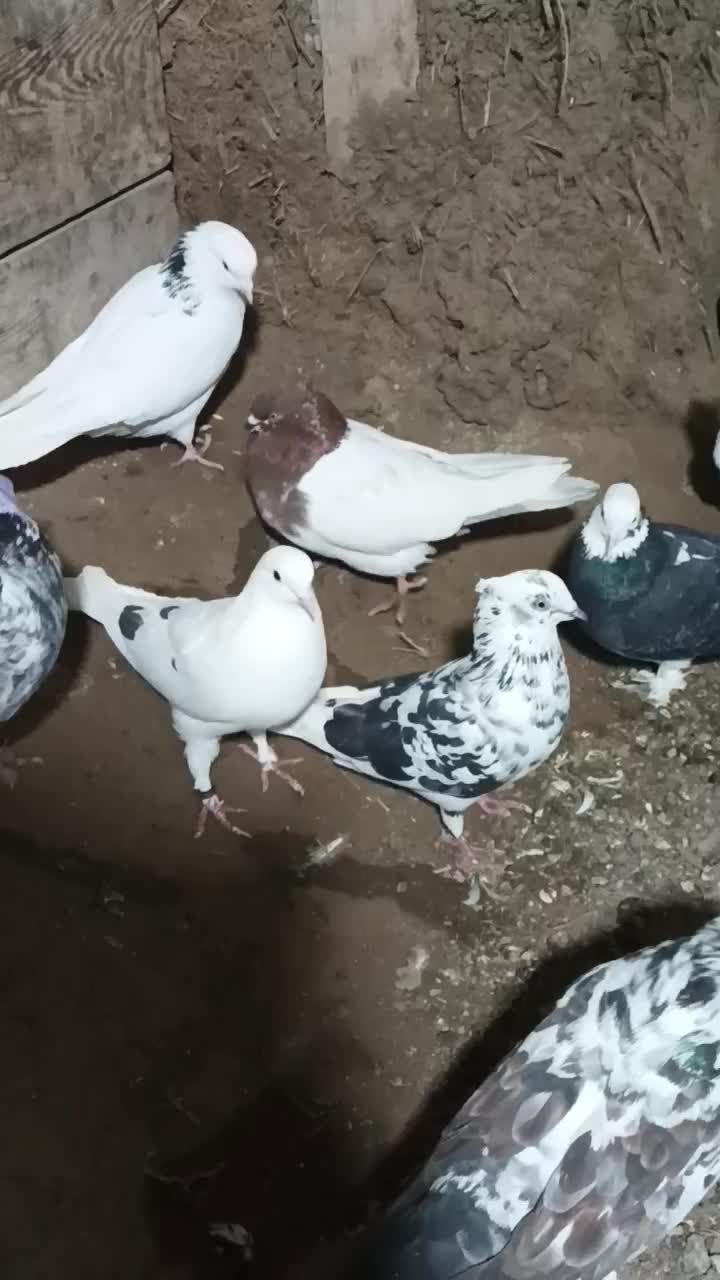 کفتر در آلوچه فولادلو|پرنده|هیر, |دیوار