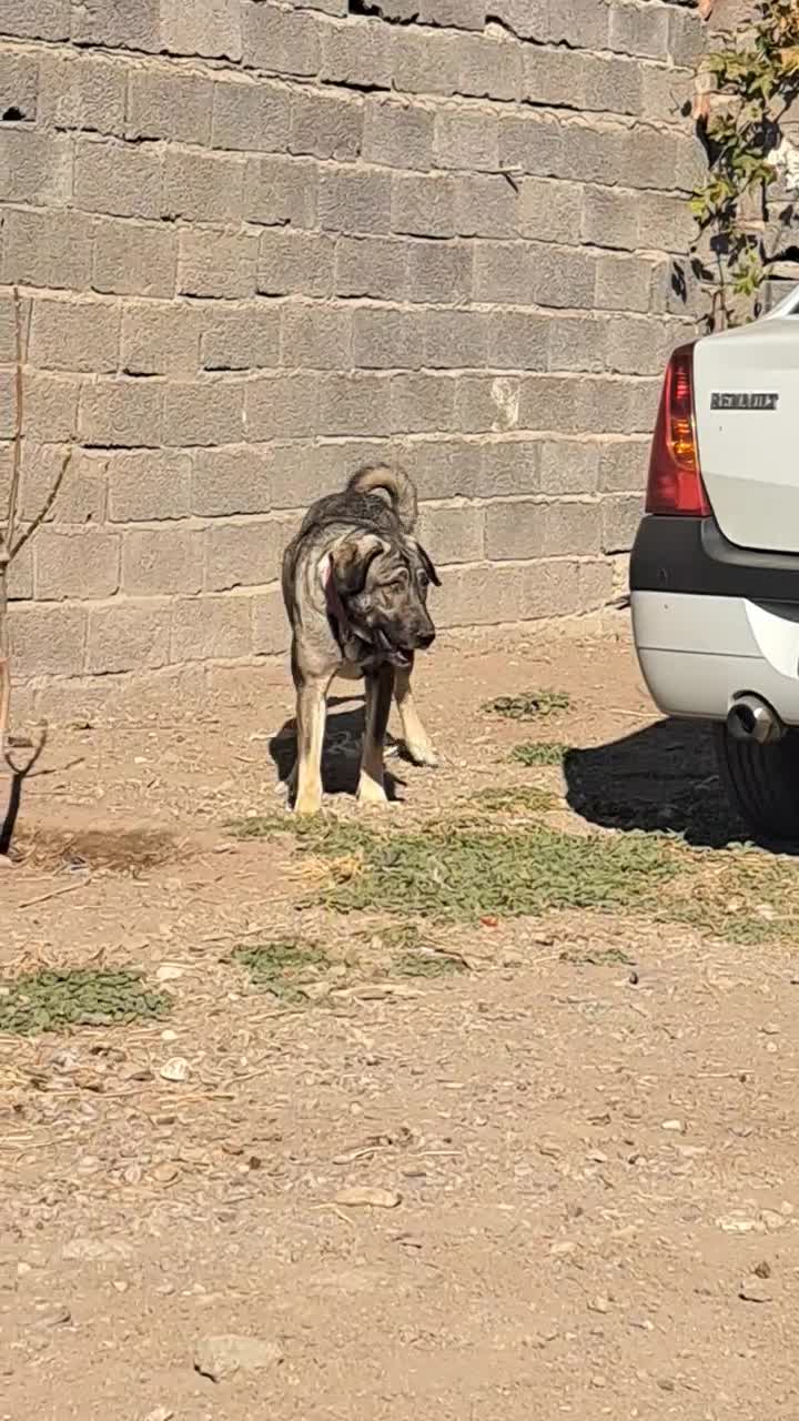 سگ ماده پژدر|سگ|کندوان, |دیوار