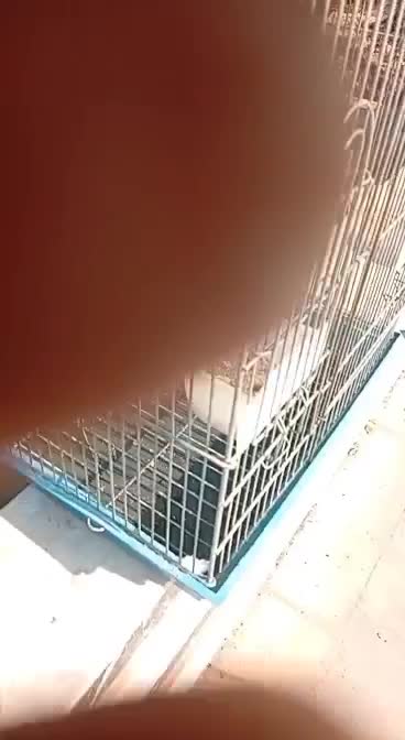 عروس نر تک خال آلبینو|پرنده|باقرشهر, |دیوار