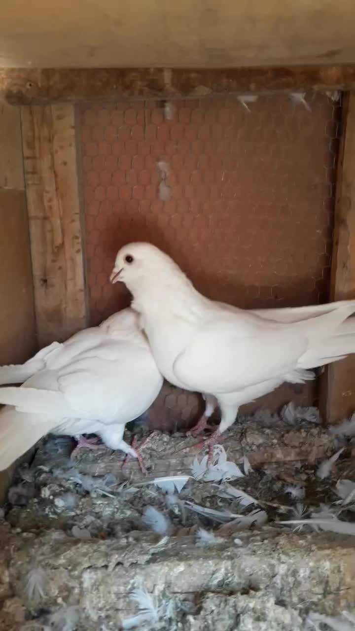 سفید آلمانی نر و ماده|پرنده|جهرم, |دیوار