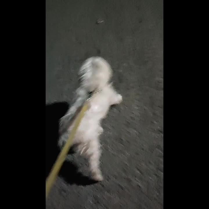 سگ شیتزو|سگ|اندیمشک, |دیوار