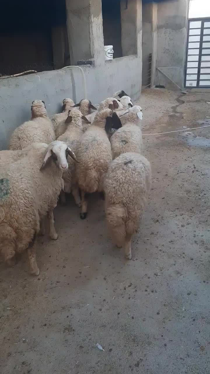 بره ماده داشتی|حیوانات مزرعه|کرمانشاه, |دیوار