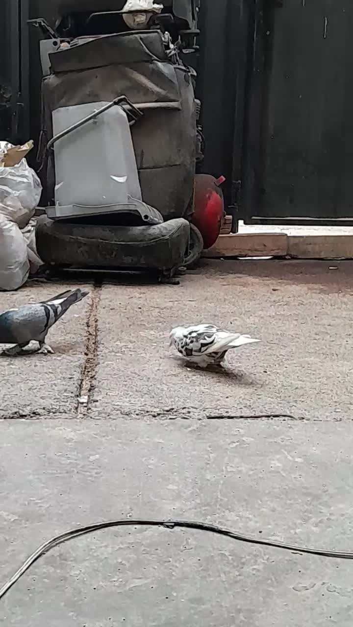 کبوتر ماده خال پیس|پرنده|خاوران, |دیوار