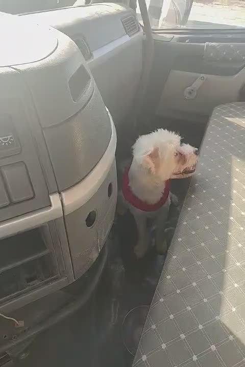 واگزاری ویکی سگ نریکساله|سگ|پردیس, فاز ۵|دیوار