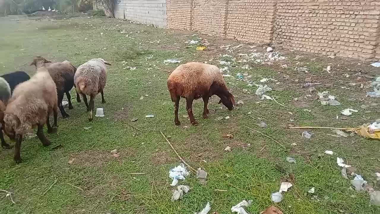 ۷تا گوسفند با ۶تا بره|حیوانات مزرعه|گرگان, |دیوار