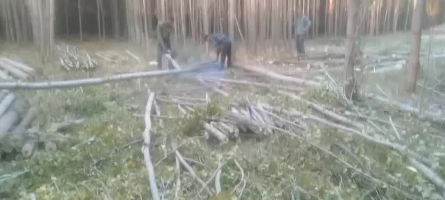 خدمات خرید چوب آلات و چوب گردو به بالاترین قیمت|خدمات باغبانی و درختکاری|الشتر, |دیوار