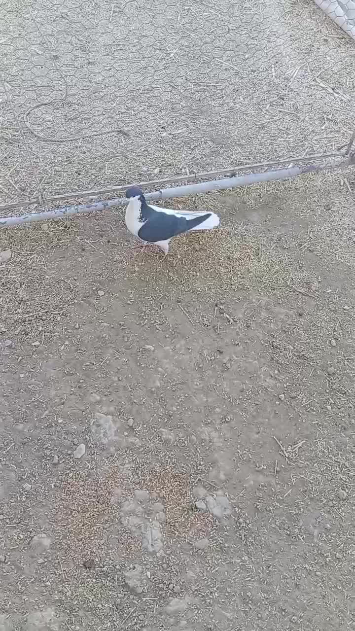 کبوتر چپ ماده|پرنده|مرودشت, شهرک مهدیه|دیوار