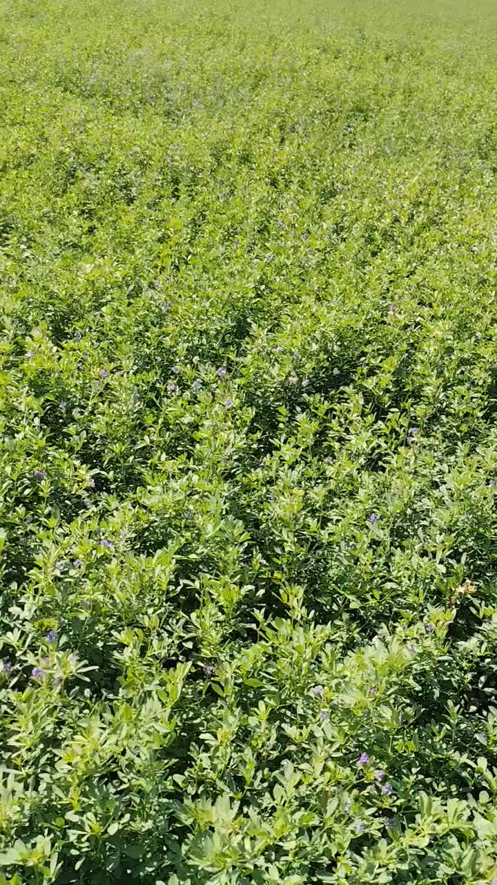 یونجه،بذر یونجه|خدمات باغبانی و درختکاری|شوشتر, |دیوار