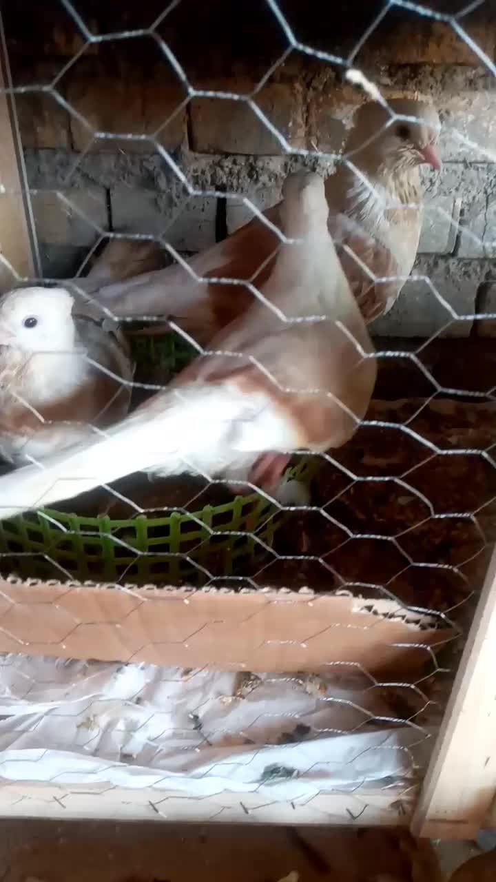 کبوتر|پرنده|سوسنگرد, |دیوار