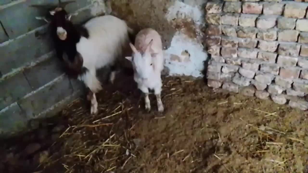 دو تا بزغاله نر|حیوانات مزرعه|قرق, |دیوار