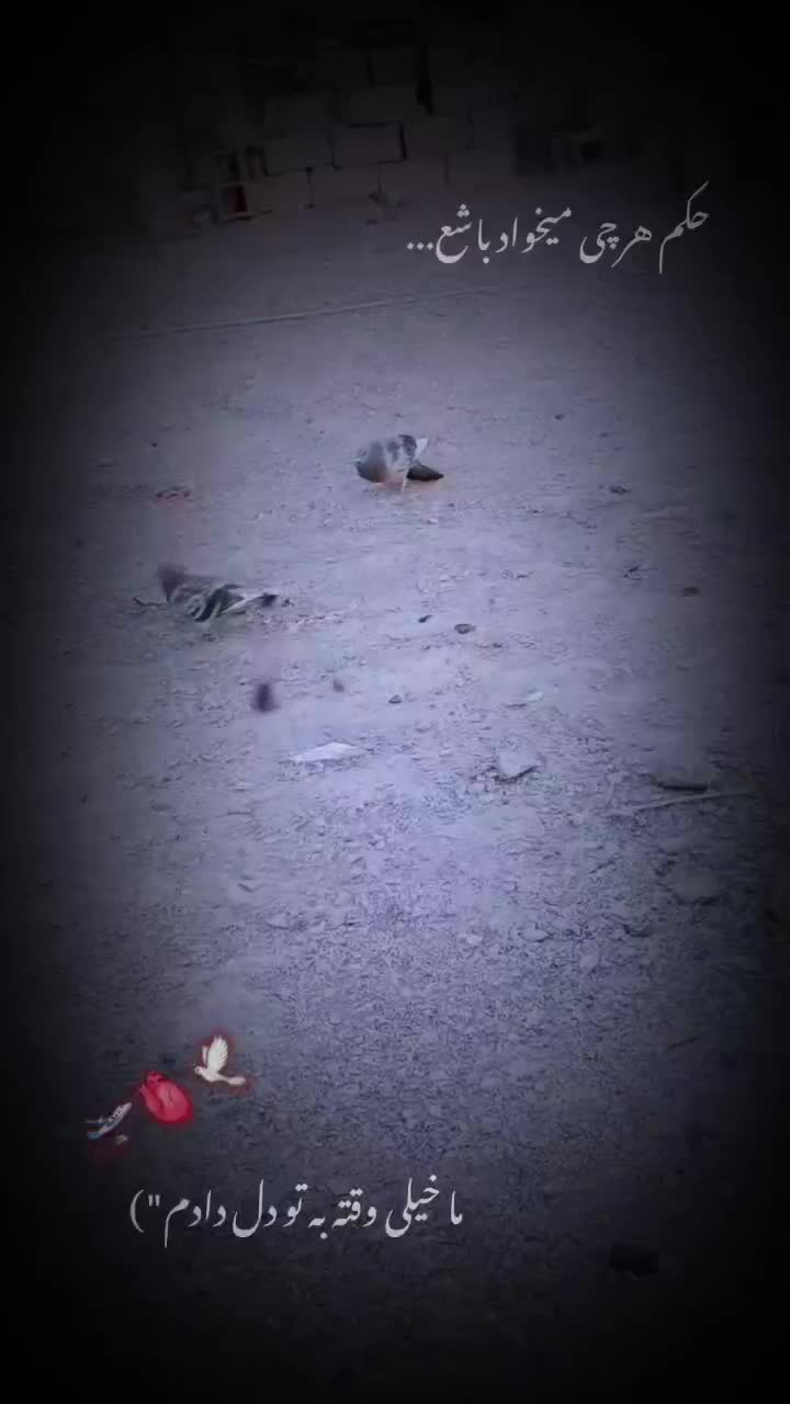 سلام یک ماده زابلی گرفته شوده از پارسال و ثب هست|پرنده|نهبندان, |دیوار