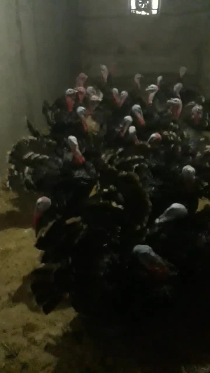 بوقلمون نر|حیوانات مزرعه|همدان, |دیوار