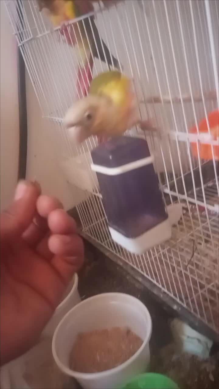 گرینچک برزیلی مینا عروس هلندی|پرنده|تربت جام, میان جام|دیوار